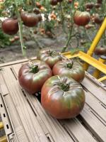 Tomate ancienne noire