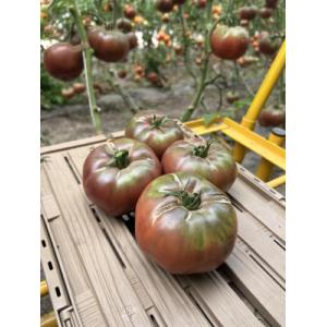 Tomate ancienne noire