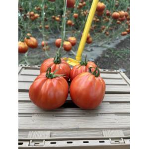Tomate ancienne
