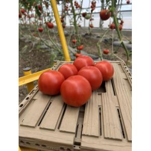 Tomate ronde rouge