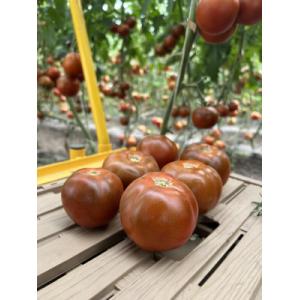 Tomate ronde noire