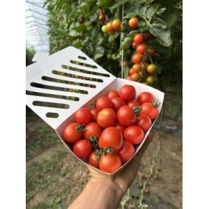 Tomates cerises rouges