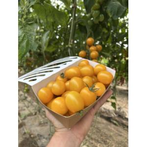 Tomates cerises jaunes