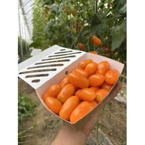 Tomates cerises olivettes oranges