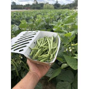 Haricots verts récoltés main