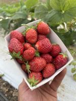 Fraise