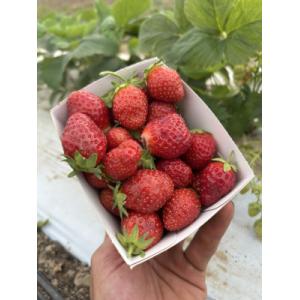 Fraise