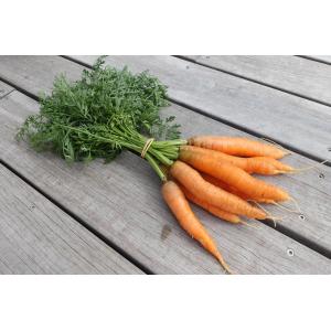 Carottes bio nouvelles en botte (avec fanes)