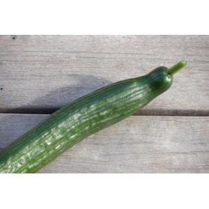 Concombre long lisse bio