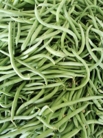 Haricots vert bio
