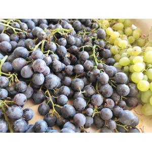 Raisin noir