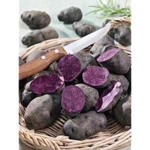 Pommes de terre violettes bio