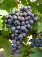 Raisin noir muscat de hambourg