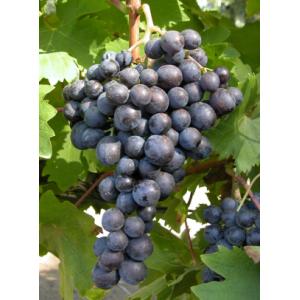 Raisin noir muscat de hambourg