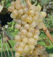 Raisin blanc danlas