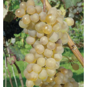 Raisin blanc danlas