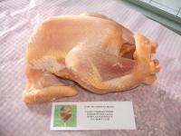 Poule