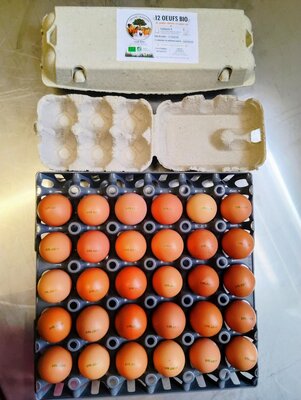 Oeufs bio boîte de 6
