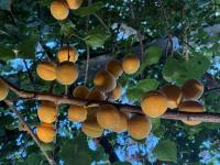 Abricots