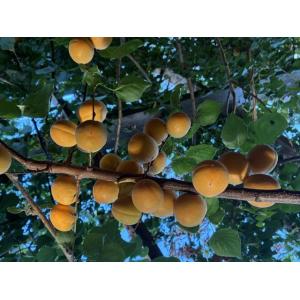 Abricots