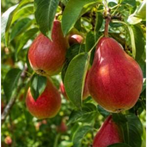 Poires williams rouge
