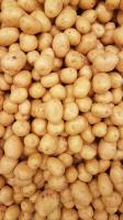 Pomme de terre grenaille