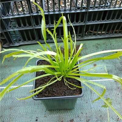 Plantain corne de cerf