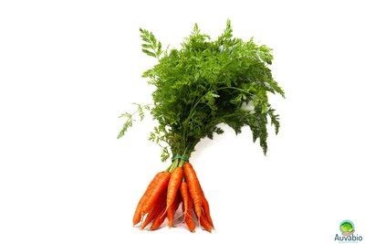 Carottes (botte)
