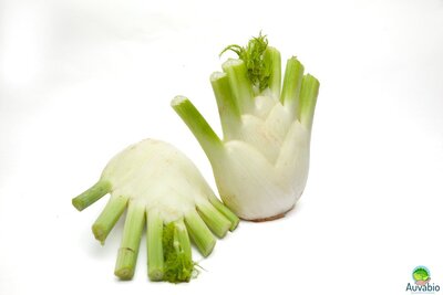 Fenouil