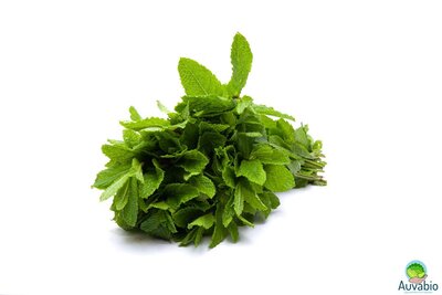 Menthe