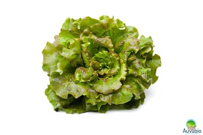 Salade batavia carmen