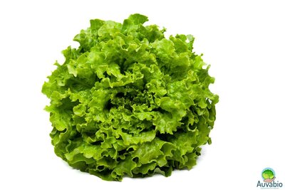 Salade batavia verte