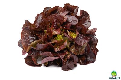 Salade feuille de chêne rouge