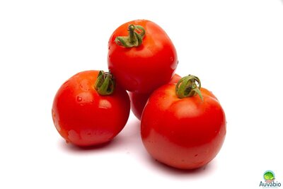 Tomate ronde rouge