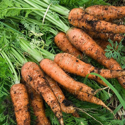 Carottes non lavées