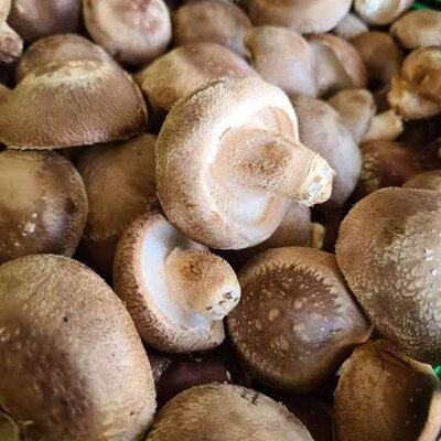 Shiitake