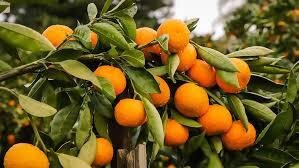 Mandarine satsuma