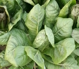 🥗 1 laitue romaine