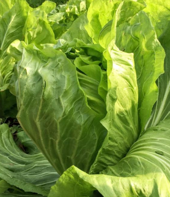 🥗 1 chicorée pain de sucre