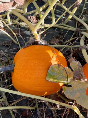 Courge jack o lantern taille l