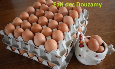 6 oeufs gros
