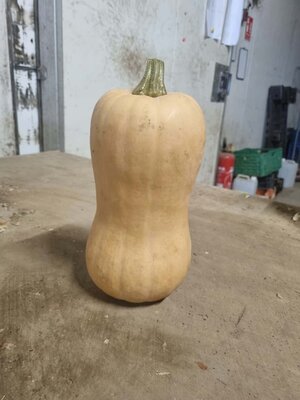 Butternut