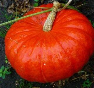 Courge 'rouge vif d'etampes