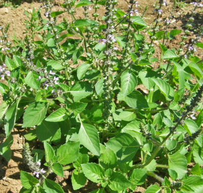 Basilic sacré - tulsi - en poudre