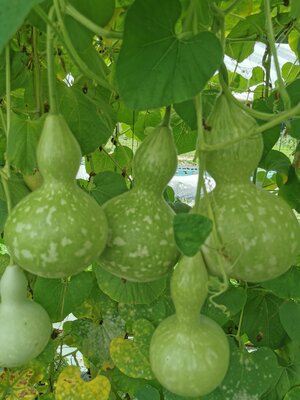 Gourde decorative