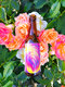 Cold brew sunset - image 2