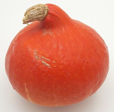 Courge potimarron bio