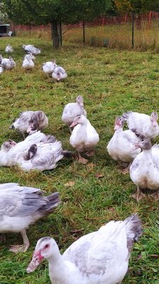 1 cuisse de canard confite-[COPIE A MODIFIER]
