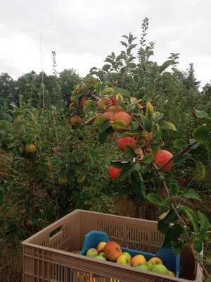 Pommes sucrées 14kg