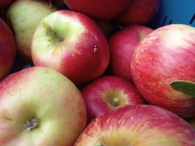 Pommes acidulées 1kg